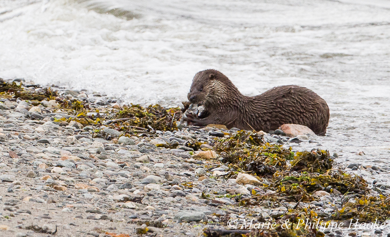 Loutre 8041.jpg - Loutre d'Europe, Lutra Lutra (Storfjorden, Norvège, juin 2012)